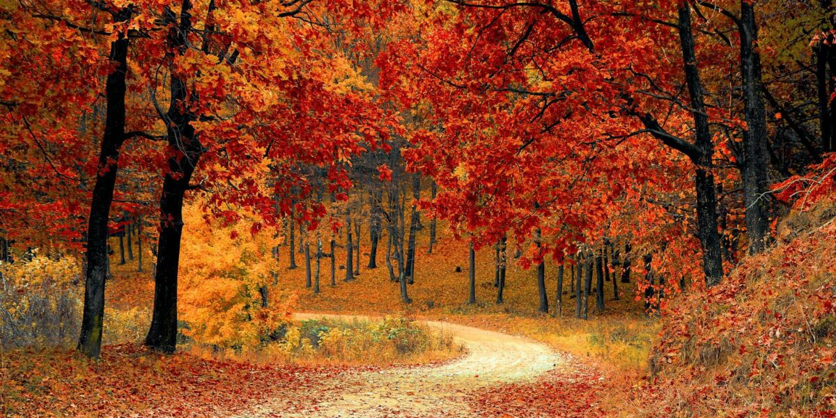 red leaf trees near the road